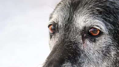 Photo of Problemas oculares em cães: o que a remela e os olhos esbranquiçados podem revelar?