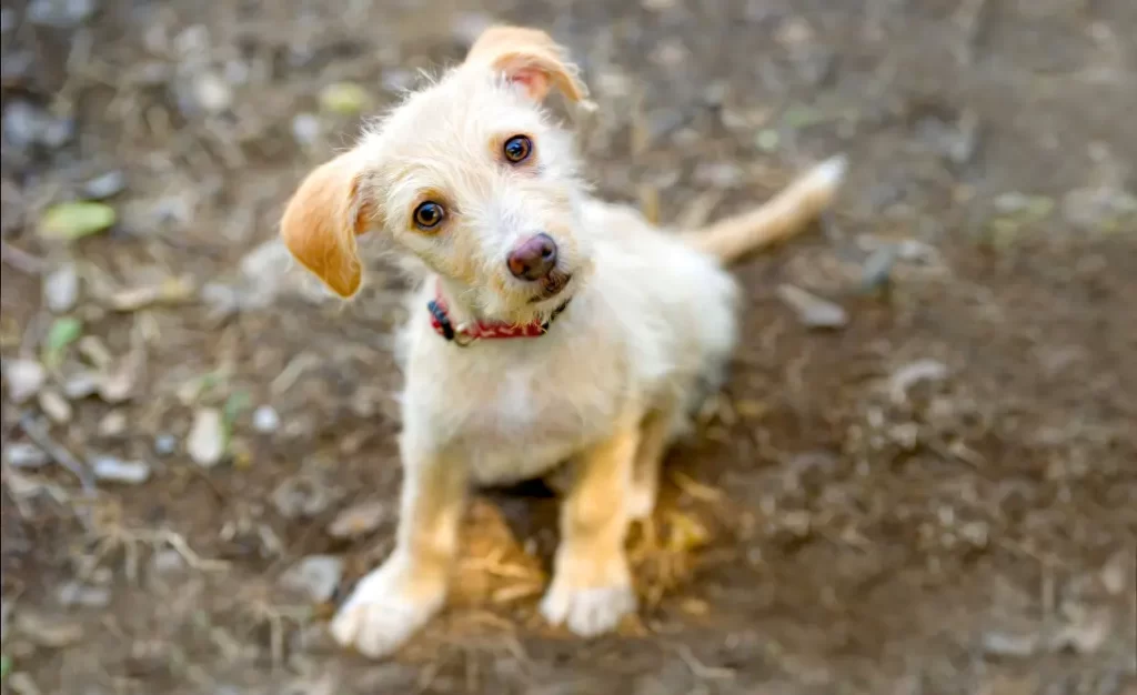Leishmaniose Canina: Perguntas Comuns que os Veterinários Mais Recebem