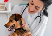 Photo of Leishmaniose Canina: Perguntas Comuns que os Veterinários Mais Recebem