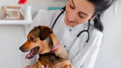 Photo of Leishmaniose Canina: Perguntas Comuns que os Veterinários Mais Recebem