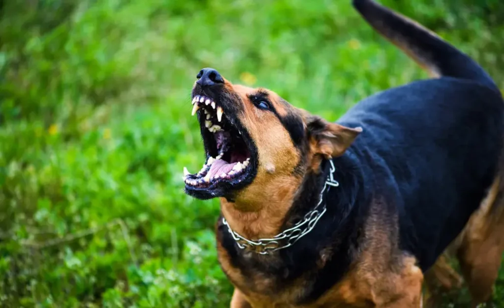 Principais zoonoses no Brasil: como proteger sua família e seu cão Principais zoonoses no Brasil