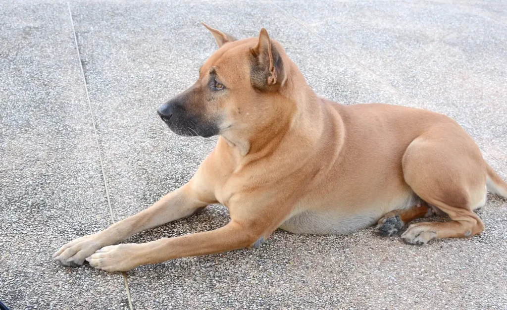 Principais zoonoses no Brasil: como proteger sua família e seu cão Principais zoonoses no Brasil: como proteger sua família e seu cão
