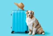 Photo of Destinos seguros para viajar com seu cachorro: onde o risco de leishmaniose é menor