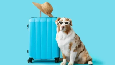 Photo of Destinos seguros para viajar com seu cachorro: onde o risco de leishmaniose é menor