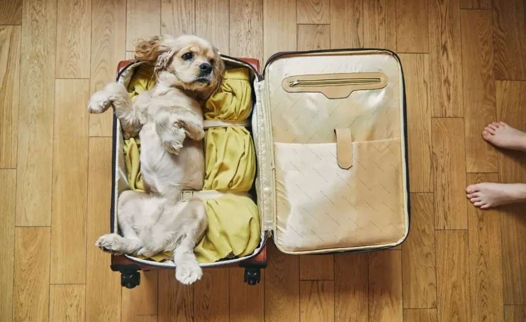 Destinos seguros para viajar com seu cachorro: onde o risco de leishmaniose é menor