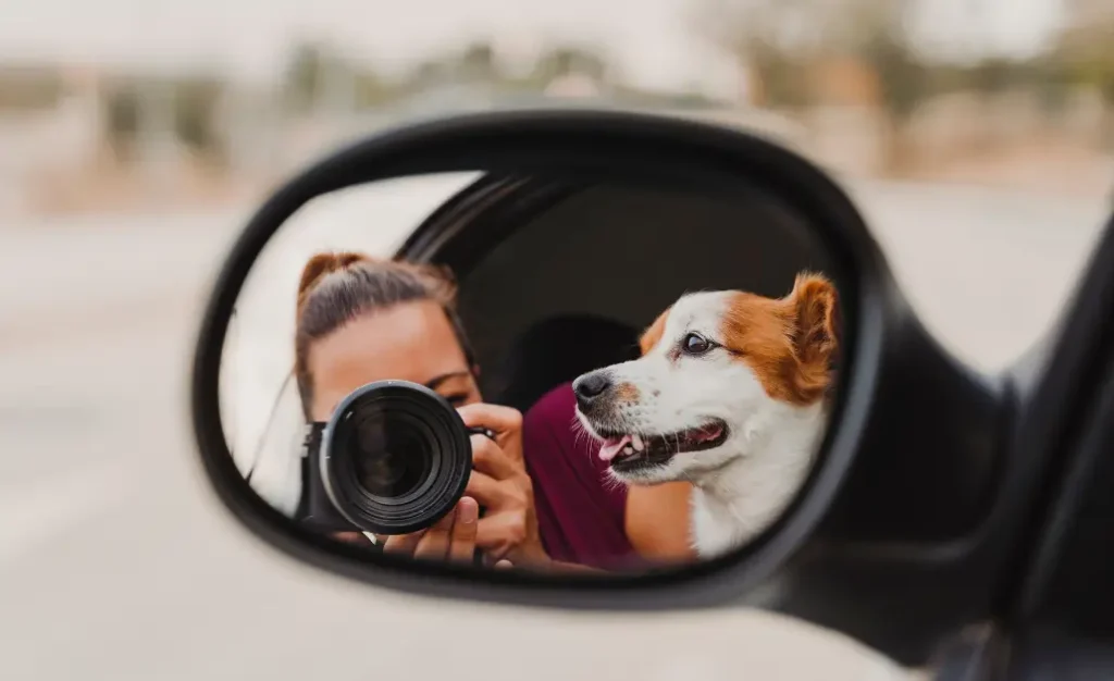Destinos seguros para viajar com seu cachorro: onde o risco de leishmaniose é menor