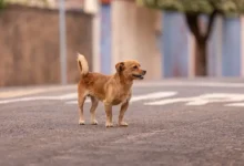 Photo of Onde a leishmaniose visceral canina mais avançou no Brasil e como proteger seu cachorro