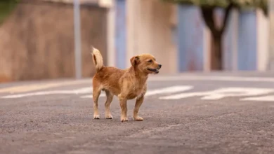 Photo of Onde a leishmaniose visceral canina mais avançou no Brasil e como proteger seu cachorro