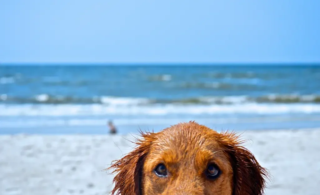 Cuidados com o cachorro na praia: como evitar a leishmaniose e o verme do coração Cuidados com o cachorro na praia: como evitar a leishmaniose e o verme do coração