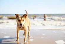 Photo of Cuidados com o cachorro na praia: como evitar a leishmaniose e o verme do coração