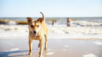 Cuidados com o cachorro na praia: como evitar a leishmaniose e o verme do coração Photo of Cuidados com o cachorro na praia: como evitar a leishmaniose e o verme do coração