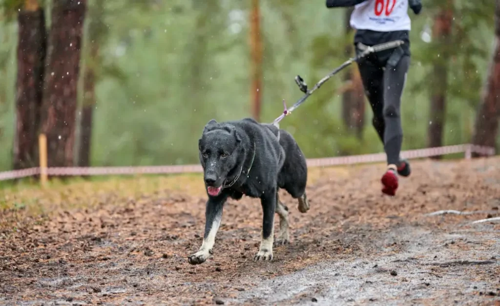Guia de canicross para iniciantes: como correr com seu cachorro com segurança