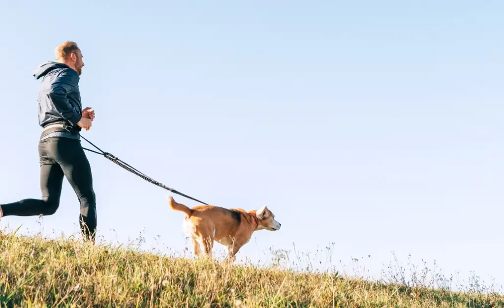 Guia de canicross para iniciantes: como correr com seu cachorro com segurança