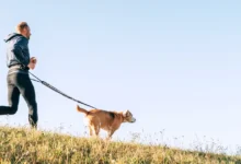 Photo of Guia de canicross para iniciantes: como correr com seu cachorro com segurança