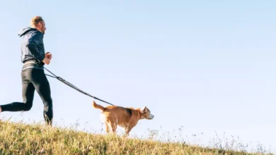 Photo of Guia de canicross para iniciantes: como correr com seu cachorro com segurança